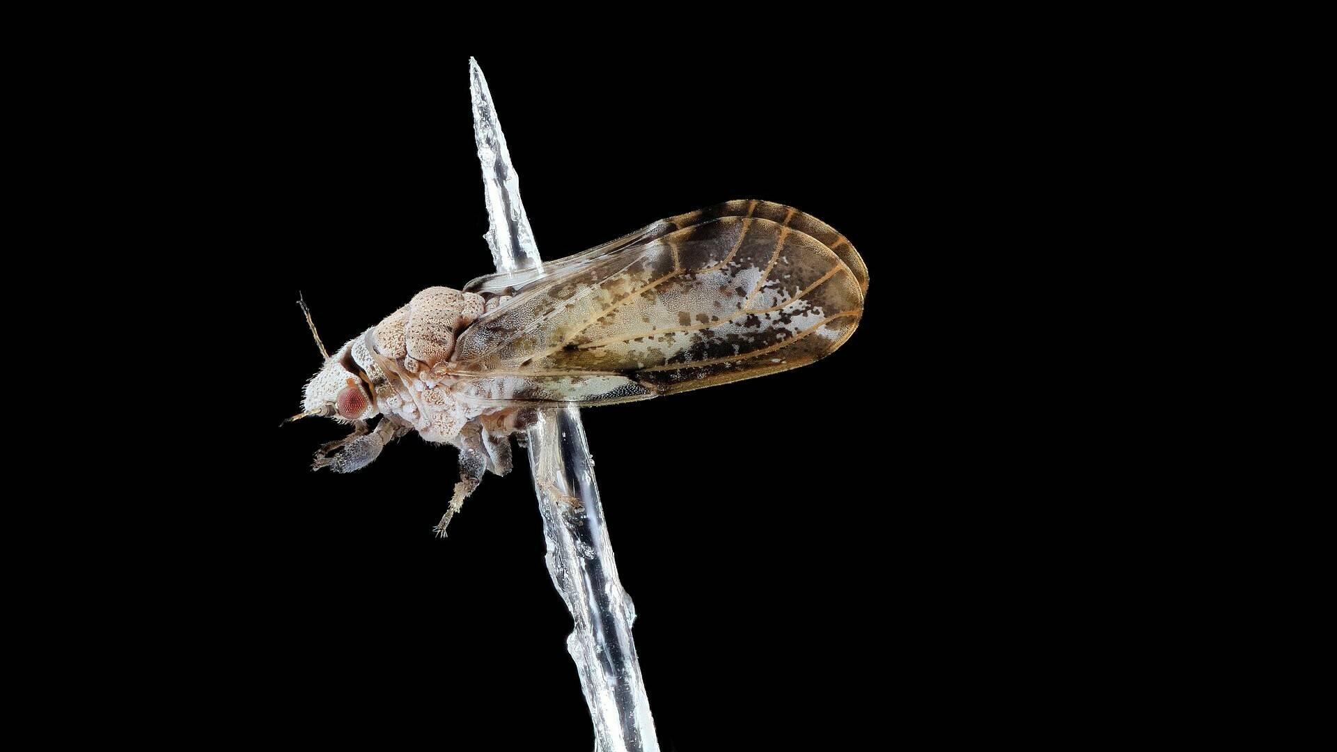 1920px-Citrus_psyllid,_adult,_side,_recently_emerged,_Ft._Detrick_2014-05-01-09.08.52_ZS_PMax_(15420994972)|portada_2|hlb_1|interior_1